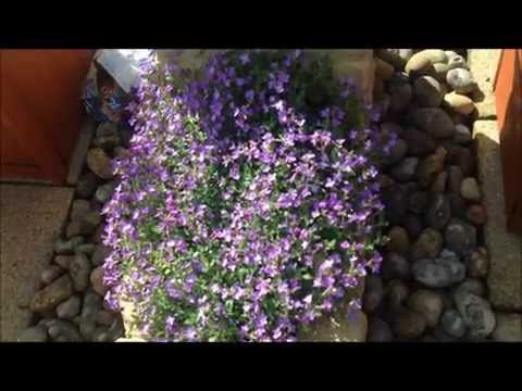 how to care for aubretia
