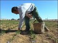 Madridejos - Cogiendo la Rosa del Azafrán 2