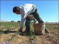 Madridejos - Cogiendo la Rosa del Azafrán 2