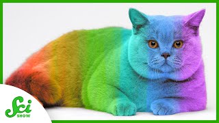 Can Your Cat Change Color?