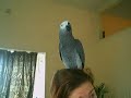 Terror my perrot