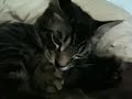 Poly-dactyl Cat sucking thumb