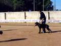 Oz Cane Corso contro il figurante Lecce 2007