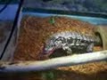 Tegu eat violently a gerbill