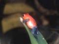 Costa Rica frog clip