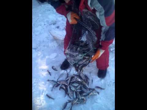 ловля на китайскую морду ловля на китайскую морду
