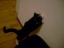 Freya vs Spider Freya vs Spider
