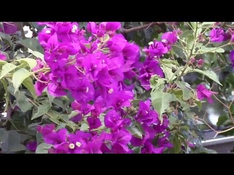 how to transplant flowers