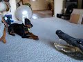 Bella the Doberman Pup vs. the Alligator Bella the Doberman Pup vs. the Alligator