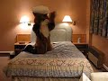 JAX THE FOX PLAYS ON THE BED!