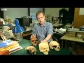 Another species of ancient humans discovered