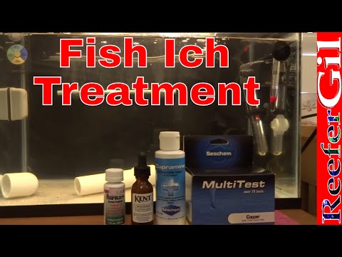 how to treat ich