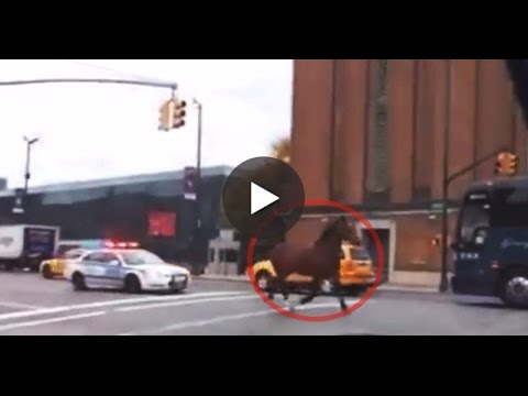 YouTube: policía de Nueva York persigue a caballo fugitivo