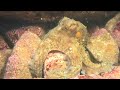 Cave Diving @ Palunaro Italy