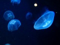 meduza