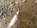 Underwater hooked fish video!