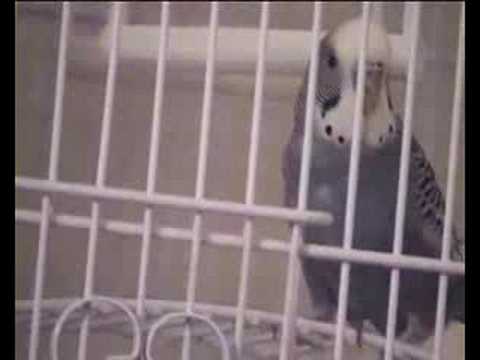 Daler Mehndi and Bhangra Chic (parody/tribute music video)