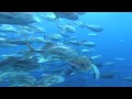 Voyage sous les mers 3D