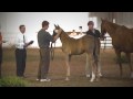 Sweet Tater (29) 2009 Irish Draught Sporthorse filly