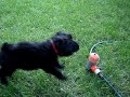 Zorro takes a drink and then attacks
