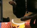 Zizi drinks water