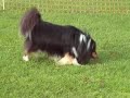 Sheltie shetlandsheepdog rabit race Sheltie shetlandsheepdog rabit race