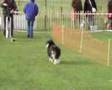 Sheltie-shetlandshee