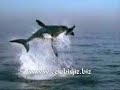 انظر الحوت