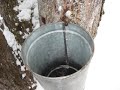 Vermont-Maple-Syrup-