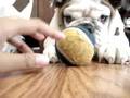 Bogart the english bulldog being lazy