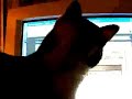 Boop Meets a Virtual Kitty