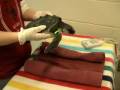 videos de Endangered Sea Turtles Arrival on November 18, 2008 - Physicals