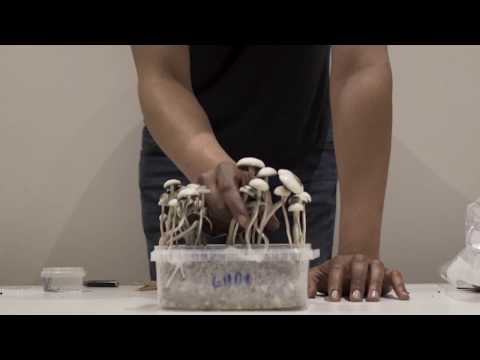 Copelandia Cyanescens Mushroom Grow Kit instructional Video with Harvest