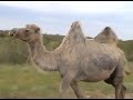 Oaza Kazachstan 2007