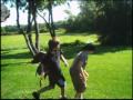 The Most Epic Video Ever