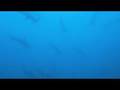 Hammerhead Central