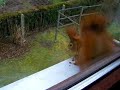 Eichh�rnchen