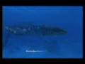 MAR CRUEL - REPTILES MARINOS 3 - caminando con dinosaurios - mundo perdido - cuentos de la tierra - prehistoria