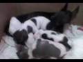 videos de Filhotes 2