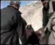Rapota karry Taliban bay sarona-Pazalemano-Jorrawi ba Totamo