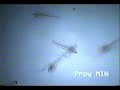 Artemia Salina