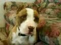 Bully Pitīs APBT crias Danger y Onka Bully Pitīs APBT crias Danger y Onka