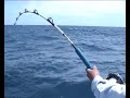 NZ Kingfish are Awesome