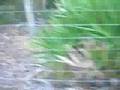 videos de Murphy