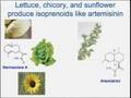 Renewable Energy from Synthetic Biology
