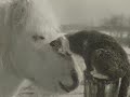 True Friends - Animals and People mix