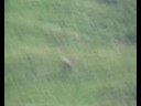 chamois chamois