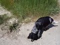 Sheila Sheila