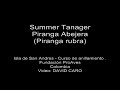 Summer Tanager, Piranga Abejera (Piranga rubra)