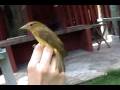 videos de Summer Tanager, Piranga Abejera (Piranga rubra)